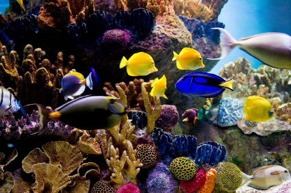ocean life lesson plans