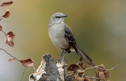 Identification and Classification lesson plans