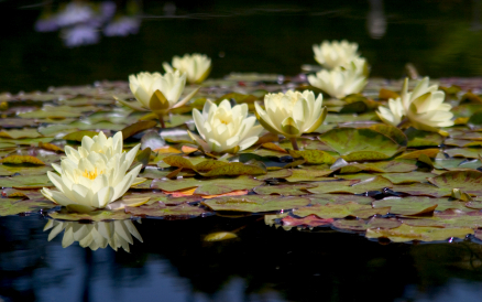 Claude Monet's Intepretation of Light