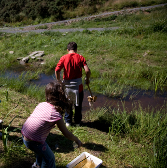 Species Identification Using Dichotomous Keys