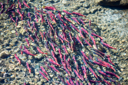 Tragedy of the Commons: Natural Resource Depletion