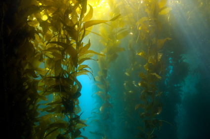 Discovering the Forgotten Kingdom Protista