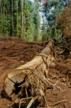 Brazilian Deforestation
